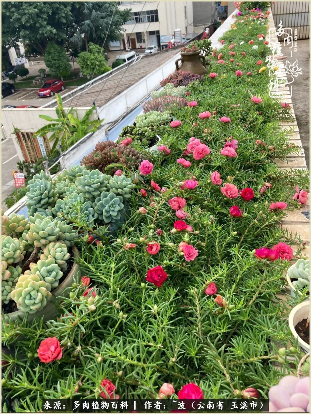 多肉|遇见即美，花事未荼蘼！种一桌子多肉，看花开花落！