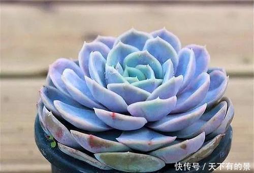 20款高贵梦幻紫色多肉,养一盆“紫气东来”,总有一款是你喜欢的