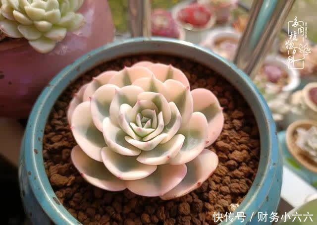 揭秘：那些干净又温暖的多肉照片从哪里来？