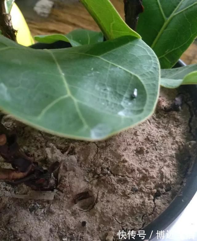 土壤|养花土板结“戳不动”，“2种水”家家都有，七天浇1次，疏松肥沃