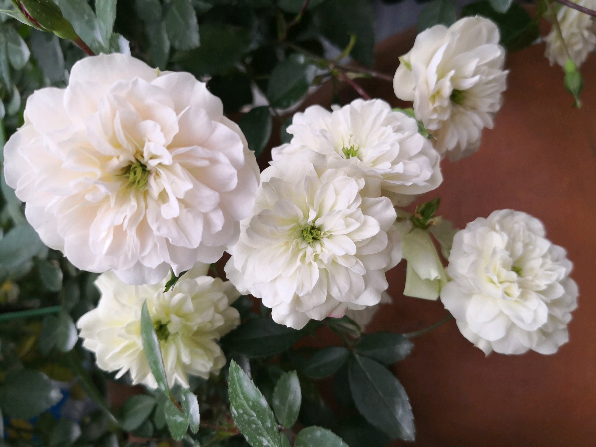 此盆栽有“开花机器”之称,全年开花,花多易爆盆,好看又好养!