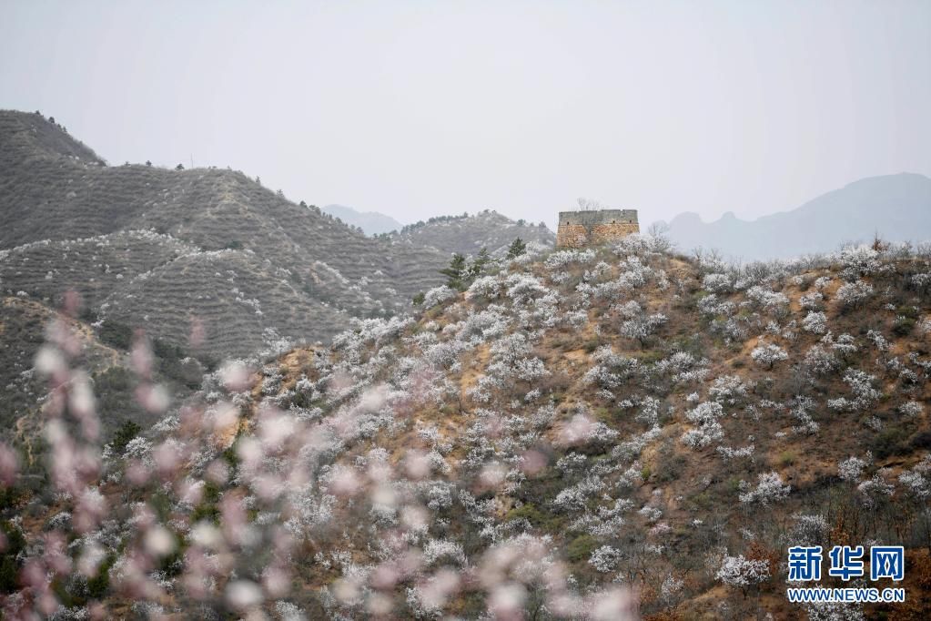 春到长城 山花烂漫