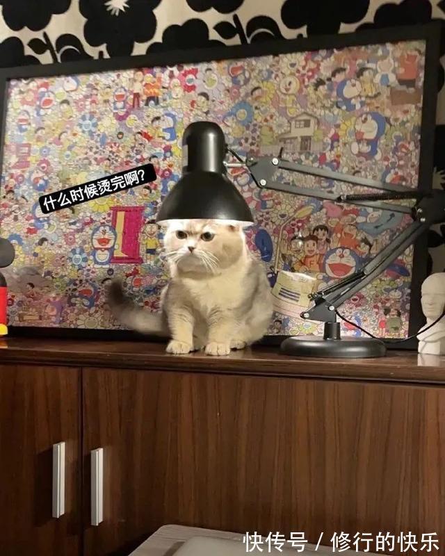 |冬至到底吃什么的终极答案 冷段子2018