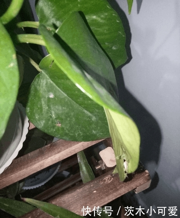 绿萝放在室内就能活,错,这些地方空着也不能放