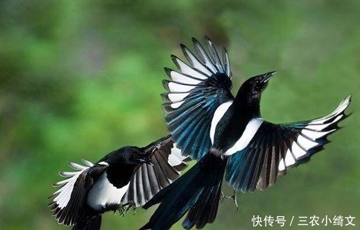 俗语|俗语:“宅子出三喜,家里人才辈出”,指的哪三喜?看看你家有没