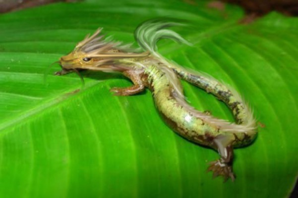 中龙$揭秘2000年山东坠龙事件,村民目击黑白双龙,专家的解释无人敢信