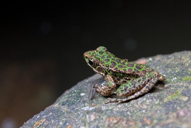 水流光!青蛙诗词23首可笑井底蛙,雨中荷上眠。任他自流去,做个快活仙