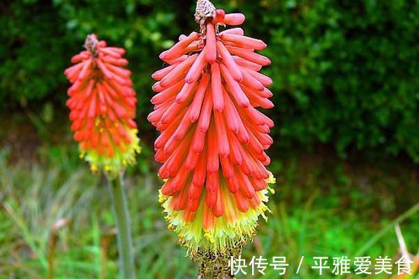 象征文|此花给人一种积极向上的寓意,气势磅礴,是一切美好的象征