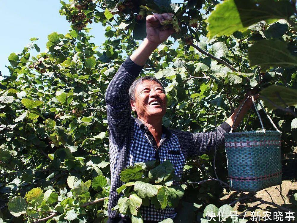 亩产值超万元,可连续采摘50年,市场畅销,却陷入种植骗局?