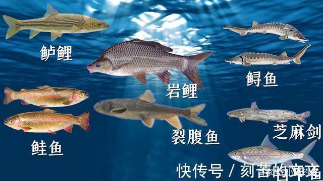 国内钓到这些“牢底坐穿鱼”,务必放生,每年都有人误钓它们被抓