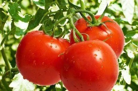 番茄|爱美的女性担心变老，不妨多吃的食物，延缓衰老，清理身体毒素