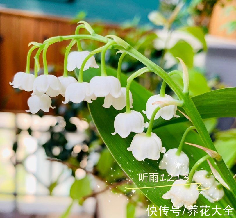 铃兰|今日12星座好运花，“运势”和花更配哦，你的幸运花是哪种？