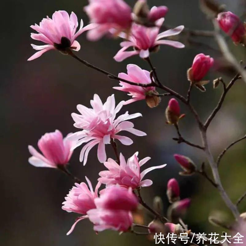 家门口种棵“吉祥花”,满树都开花,还有“镇宅”好兆头