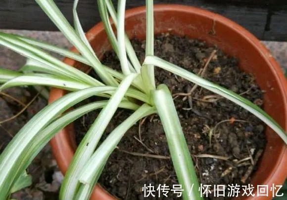 这花不能换盆,现在一动土,小命不保!