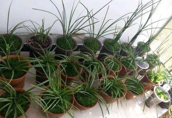 浇水|苔藓养兰花的2个妙用,保湿透气又促根,很快冒出水晶头