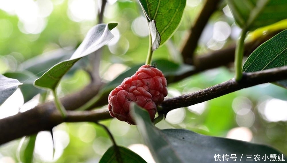 过去砍来当柴烧,如今价值十分珍贵,树芯含“黄金”,人称黄金木