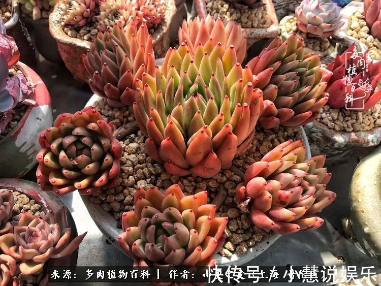 肉如人生,遇见多肉,遇见美!附个人多肉养护经验!