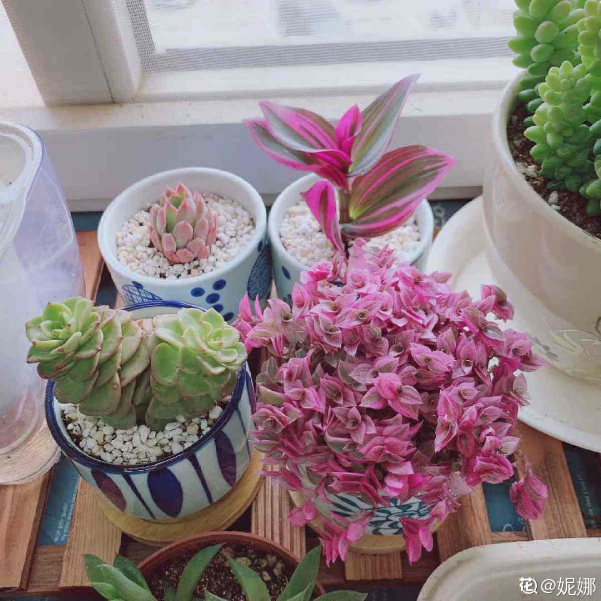 枯萎|一盆胭脂云，颜色粉嫩像“仙女”，秋天上色特好看