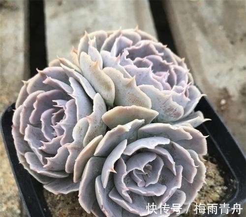 最像玫瑰花的8款多肉,小球玫瑰颜值最高,山地玫瑰最好养