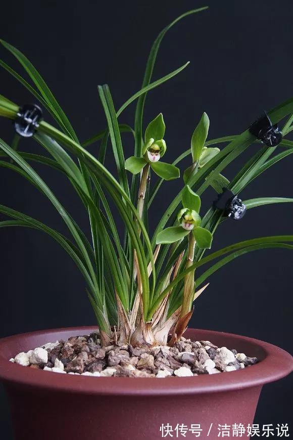 3种花“品味高”,放在家里有档次,格调高雅都说好看!