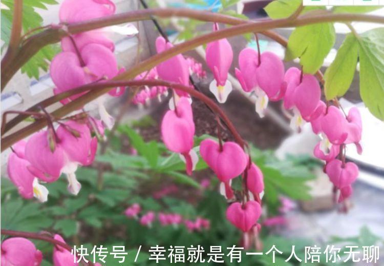 这几款植物养在家里,花期长易打理,一盆千百朵,枝头花苞满