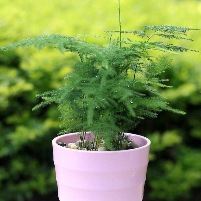 文竹黄叶不要慌,这“3种”物品,兑水浇盆里,黄叶全不见!