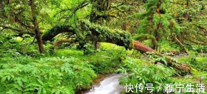 名篇&范成大最经典的一首诗，更是惊艳了世人800年，成为了千古名篇