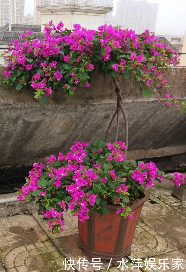 枝条|这3种花现在修剪,下个月花苞满头,今年能开5、6次