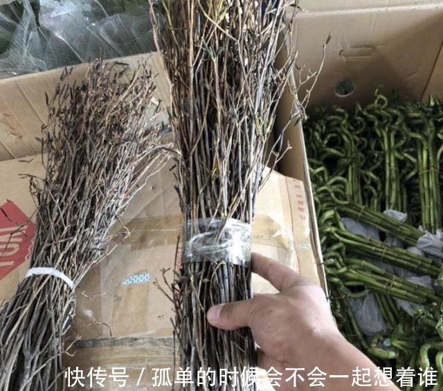 生根|“1种花”夏季扦插,一碰到土壤,“12天”长根系,1年后开满花!