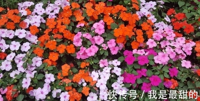这五种花适合这个季节种植，花期长、花量大，不但漂亮且方便好养