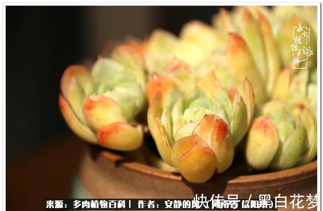 阳台多肉党的幸福生活!