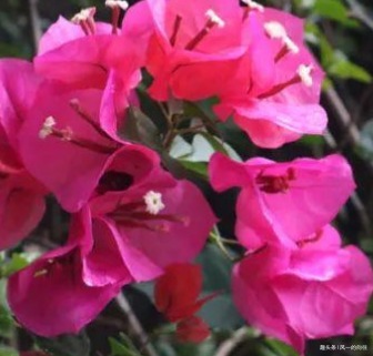 家养三角梅总是难开花这几点做好了，轻松花开爆满盆