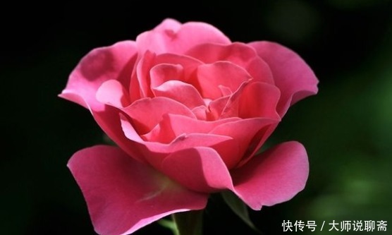 养花就养“它”,比绿萝好养,四季开花,花色多,一盆能养一辈子
