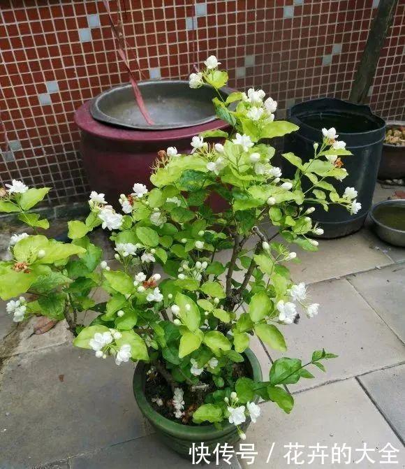 3种花养在小盆里，2年变老桩，茎干粗壮开花香，1次能开50朵