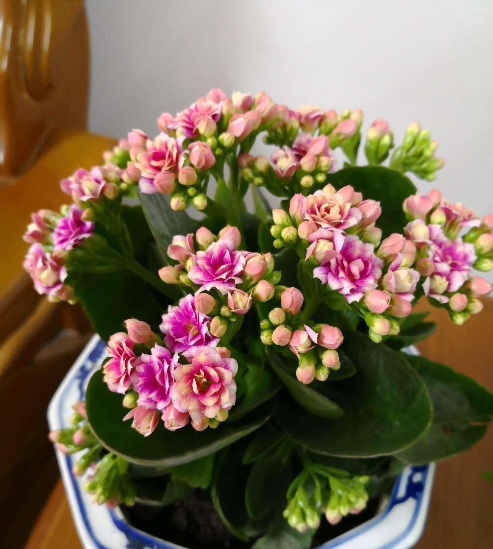 天冷就养此几种花,越冷越爱开花,寓意超好的