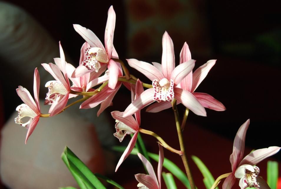 兰花栽种的3个技巧,大大提高成活率,窜箭快,开花多