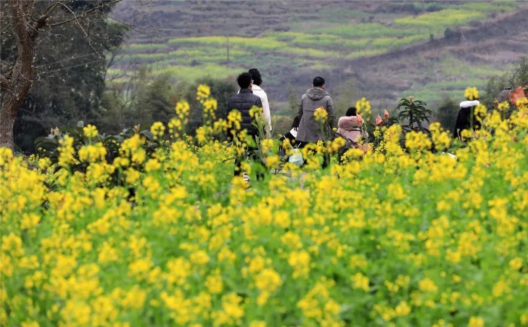 中年|草长莺飞二月天里，赴一场春日的花宴
