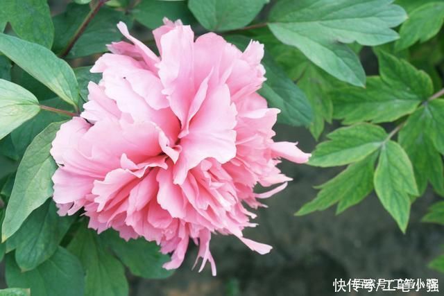 始吐|皮日休:落尽残红始吐芳，佳名唤作百花王