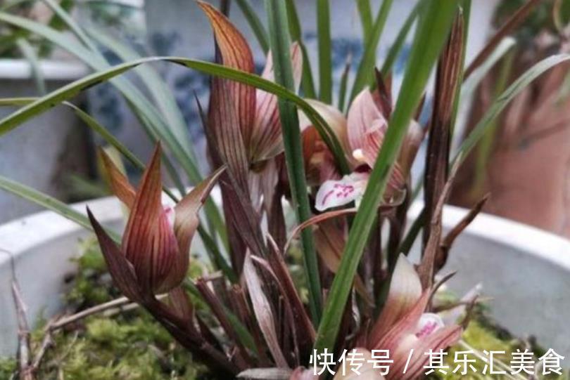 秋冬季节买兰花，一个要点要牢记，掌握了才能快速开花，长爆盆