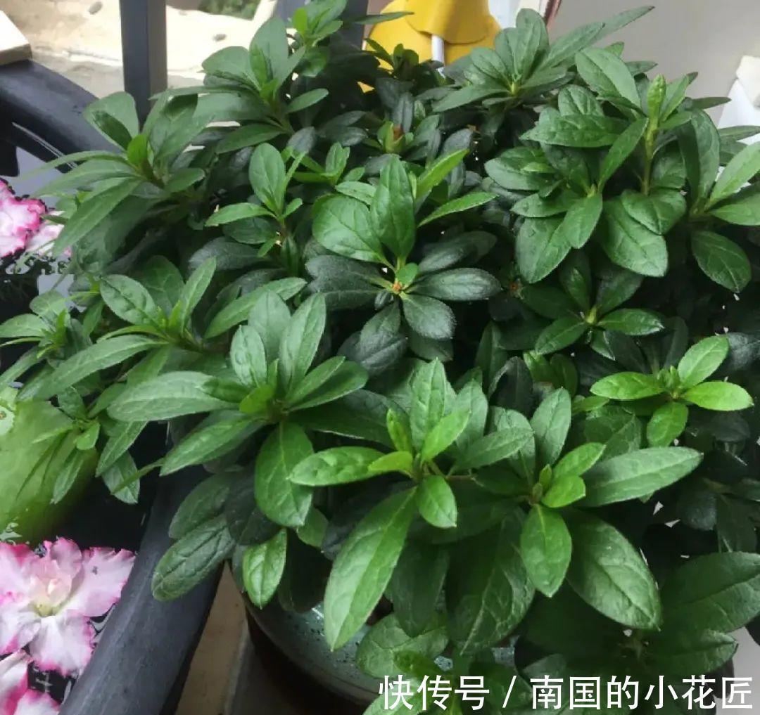 叶片|夏天怕晒的花，赶紧搬到阴凉地儿，再晒成枯杆了