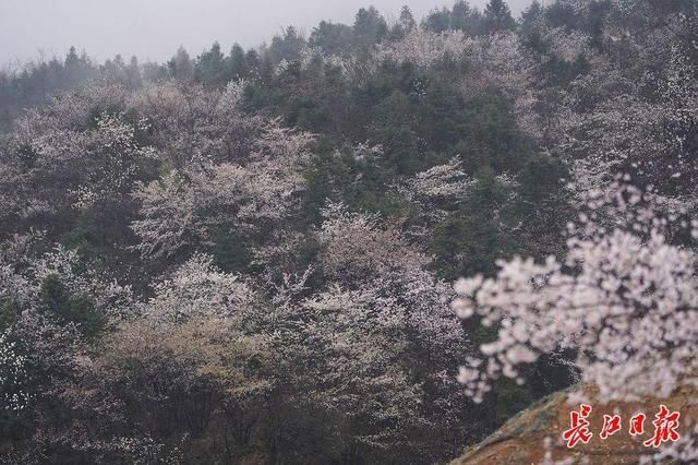 遮天蔽日的山樱花｜图集