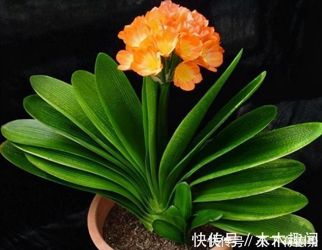 为啥好多人都养不好君子兰？把握好这一点，随便养养就开花