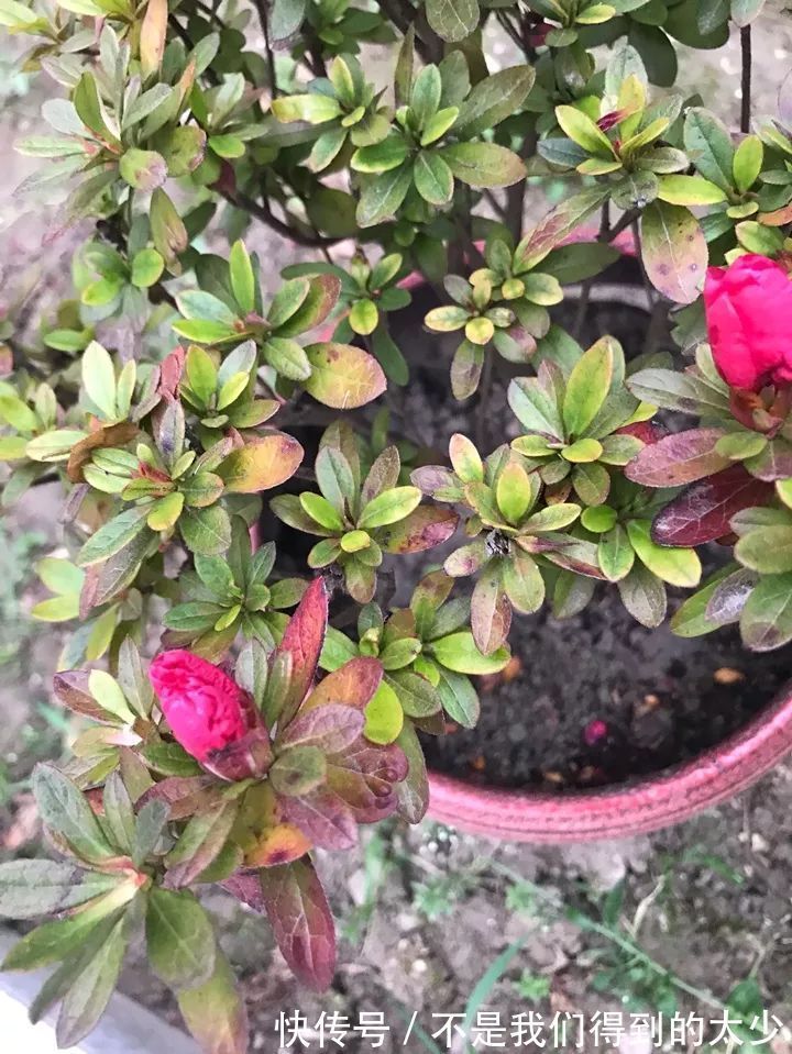 养花技巧最难养的花，买多少死多少，想想就生气！