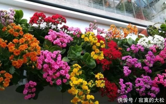  花草植物|冬季盆栽养花种草，多注意这3要素，离“封神”就不远了