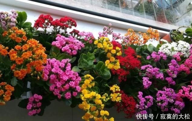 花草植物|冬季盆栽养花种草,多注意这3要素,离“封神”就不远了