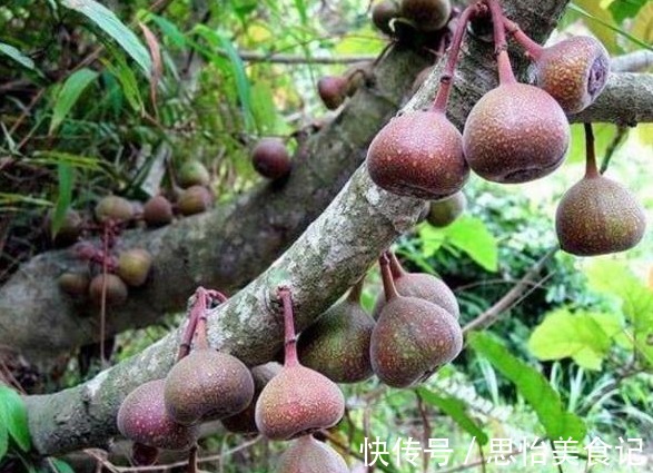 植物|农村几种植物太强大,治风湿,腰腿痛,铁打损伤,应该了解下