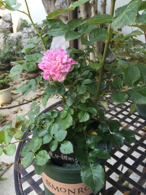 长寿月季花后赶紧剪一刀,剪完就开花,一直剪一直开!