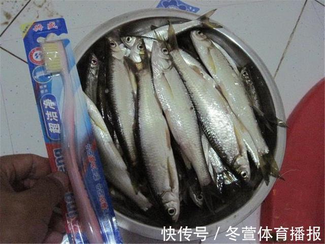 倒刺|白条哭晕在油锅,批量钓法分享,也可只钓大的