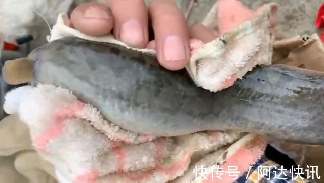 渔翁|潮州东溪河“巨型刺鳅王”被钓起，钓鱼反馈：太大了，不敢吃