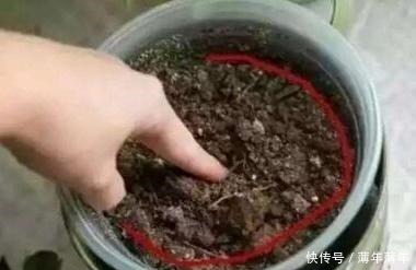 什么柳树皮,阿司匹林都不如“一种东西”,养花用一勺,养啥旺啥!